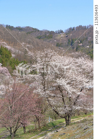 陸郷の山桜 長野県池田町 陸郷の山桜 長野県池田町 113636493