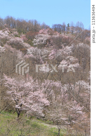 陸郷の山桜 長野県池田町 陸郷の山桜 長野県池田町 113636494