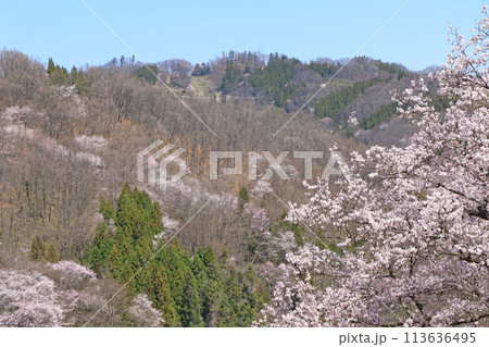 陸郷の山桜 長野県池田町 陸郷の山桜 長野県池田町 113636495