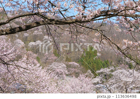 陸郷の山桜　長野県池田町 113636498