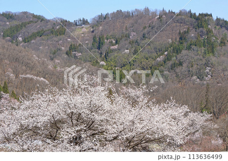 陸郷の山桜　長野県池田町 113636499