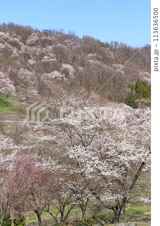 陸郷の山桜 長野県池田町 陸郷の山桜 長野県池田町 113636500