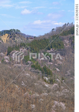 陸郷の山桜 長野県池田町 陸郷の山桜 長野県池田町 113636501