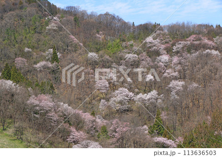 陸郷の山桜　長野県池田町 113636503