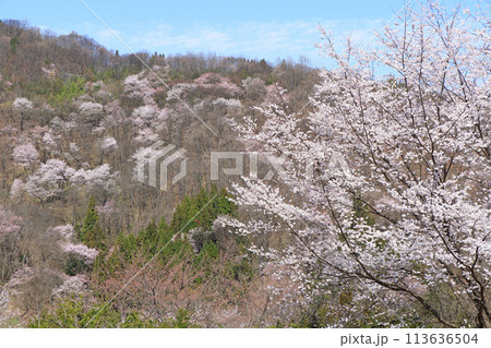 陸郷の山桜　長野県池田町 113636504