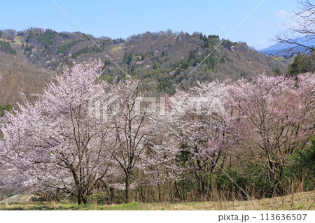 陸郷の山桜　長野県池田町 113636507