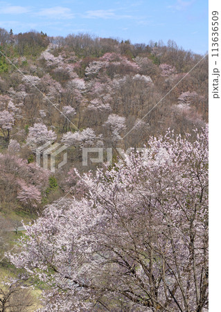 陸郷の山桜　長野県池田町 113636509