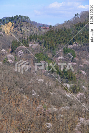 陸郷の山桜　長野県池田町 113636510