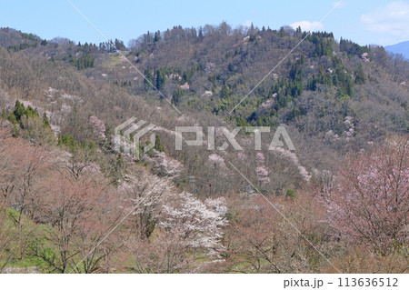 陸郷の山桜　長野県池田町 113636512