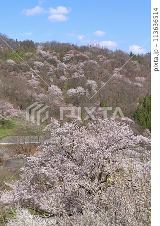 陸郷の山桜 長野県池田町 陸郷の山桜 長野県池田町 113636514