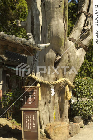 伊豆で最古、白浜神社御神木 113636742