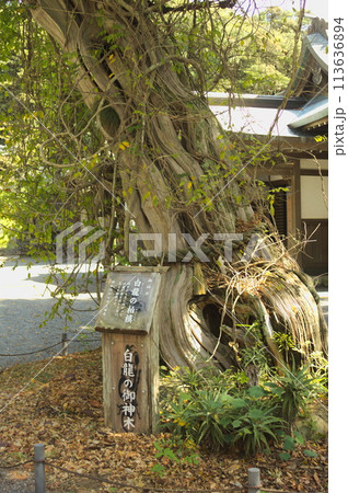 白濱神社　白龍のご神木 113636894