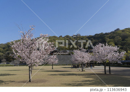 松山城の桜 113636943