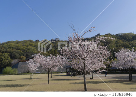 松山城の桜 113636946