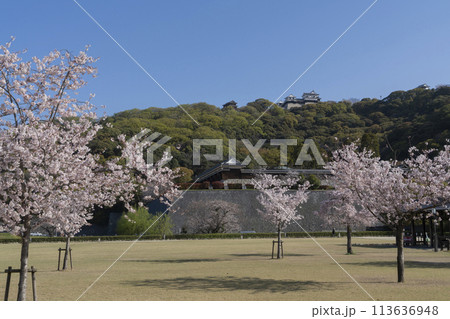 松山城の桜 113636948
