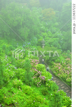 雨中に咲くアジサイ 京都 善峯寺にて 113637222