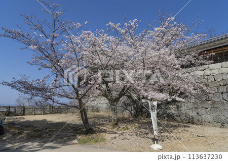 松山城の桜 113637230