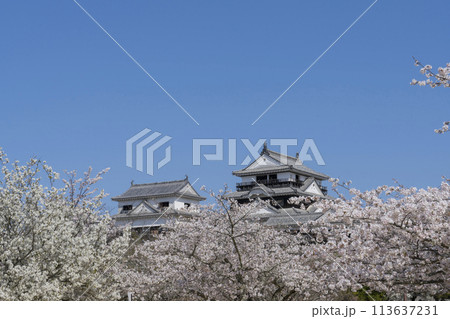 松山城の桜 松山城の桜 113637231