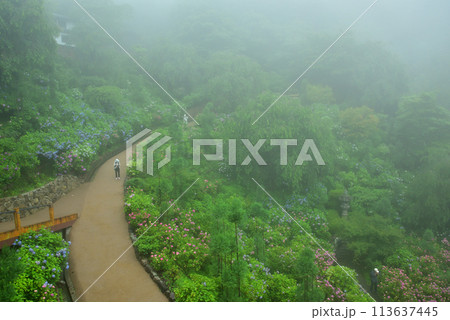 雨中に咲くアジサイ 京都 善峯寺にて 113637445