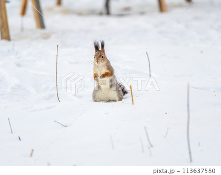 Portrait of a squirrel in winter on white snow background 113637580