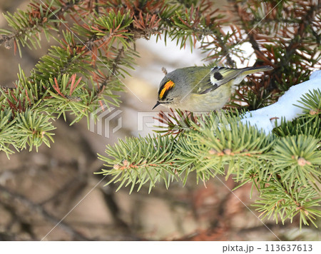 日本一小さな鳥 キクイタダキ 日本一小さな鳥 キクイタダキ 113637613