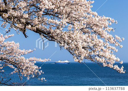 【新潟県・佐渡】早春の佐渡航路・両津湾 4月 【新潟県・佐渡】早春の佐渡航路・両津湾 4月 113637788
