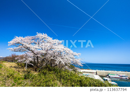 【新潟県･佐渡】早春の佐渡航路・両津湾　4月 113637794
