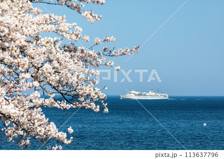 【新潟県・佐渡】早春の佐渡航路・両津湾 4月 【新潟県・佐渡】早春の佐渡航路・両津湾 4月 113637796