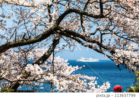 【新潟県・佐渡】早春の佐渡航路・両津湾 4月 【新潟県・佐渡】早春の佐渡航路・両津湾 4月 113637799