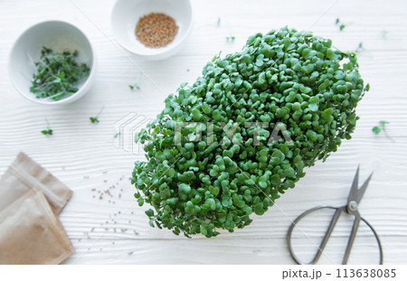 Tray of radish microgreens. 113638085