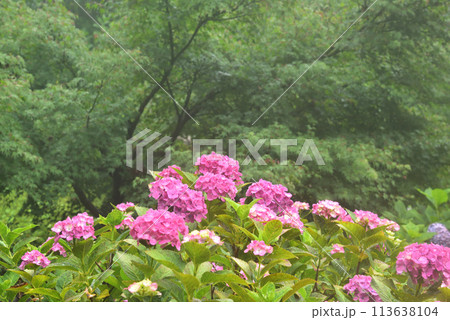 雨中に咲くアジサイ 京都 善峯寺にて 雨中に咲くアジサイ 京都 善峯寺にて 113638104