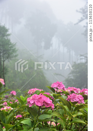 雨中に咲くアジサイ 京都 善峯寺にて 113638110