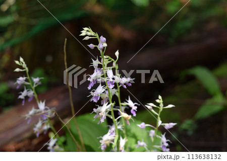 ナツエビネの可憐な花 113638132
