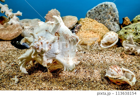 Chicoreus Ramosus Murex seashell underwater Chicoreus Ramosus Murex seashell underwater 113638154