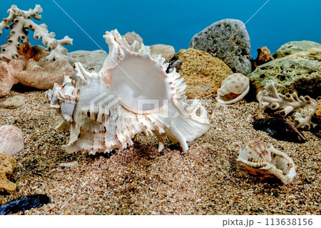 Chicoreus Ramosus Murex seashell underwater 113638156