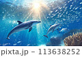 太陽に照らされるイルカ 113638252