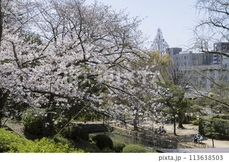 道後公園の桜 道後公園の桜 113638503