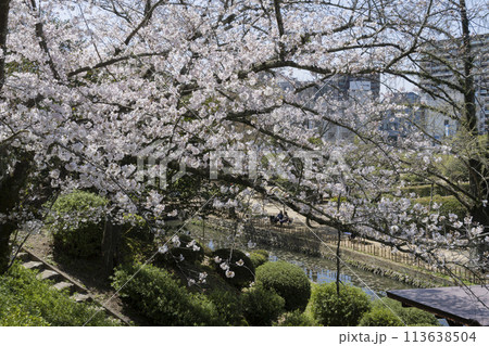 道後公園の桜 道後公園の桜 113638504