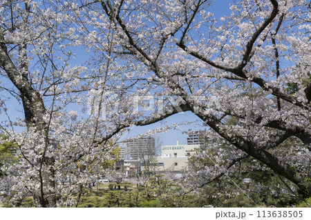 道後公園の桜 道後公園の桜 113638505