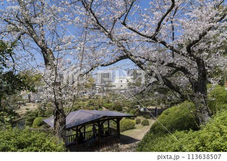 道後公園の桜 道後公園の桜 113638507