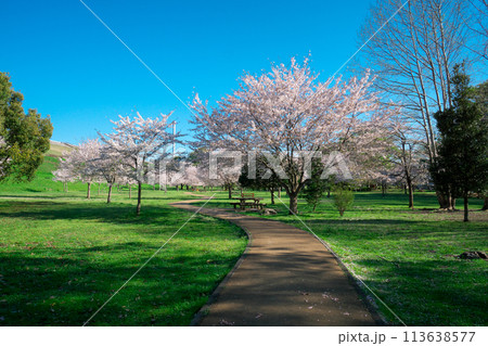 桜咲くころの狭山公園　桜咲く風の広場の遊歩道 113638577
