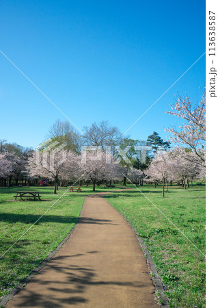 桜咲くころの狭山公園　桜咲く風の広場の遊歩道 113638587