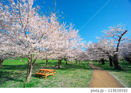 桜咲くころの狭山公園　桜咲く風の広場の遊歩道 113638592
