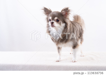 チワワ 113638736