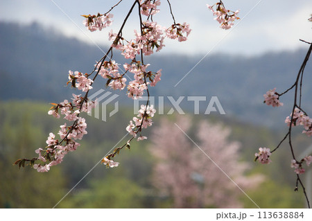 春の桜 113638884