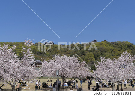 松山城の桜 113638931