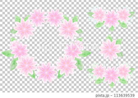 Levisia Levisia 113639539