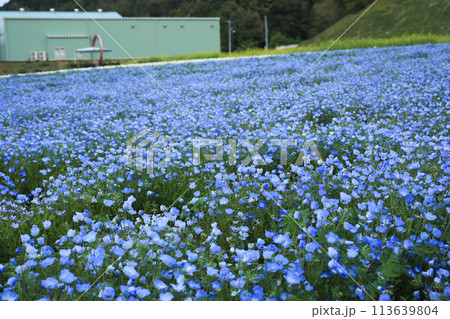 愛媛県大洲市　春のフラワーパーク 113639804
