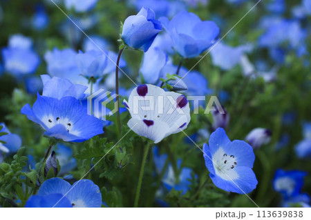 ネモフィラの花 ネモフィラの花 113639838