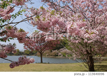 桜 桜 113640096